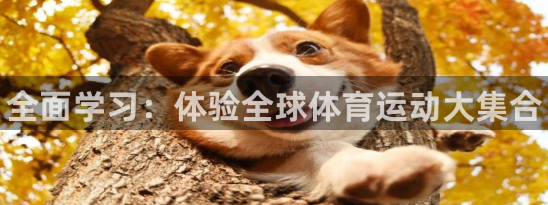 vsport体育官方正版app娱乐：全面学习：体验全