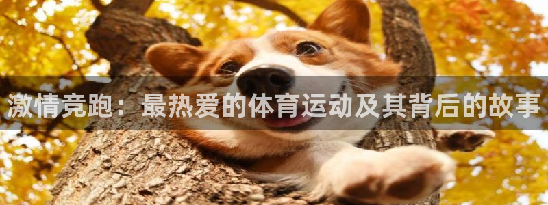 vsport体育官网下载招商电话是多少号码：激情竞跑：最热爱