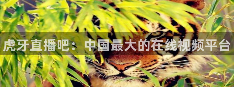 黑白直播免费高清看球神器